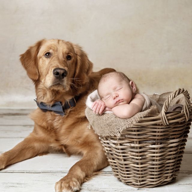 Our Focus Photography auf Gut Knoop bei Kiel Newborn Hund